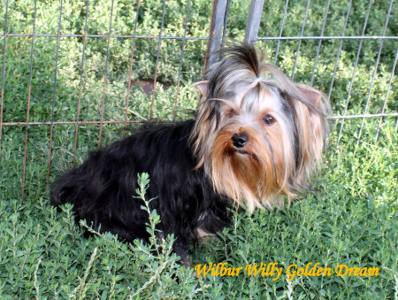Wilbur Willy Golden Dream