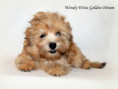 /album/wendy-weta-golden-dream/486574745-1084888533682444-1986858447433626552-n-jpg/