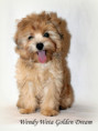 /album/wendy-weta-golden-dream/486549044-1084888460349118-2301738817721545581-n-jpg/